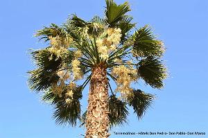 694- Torremolinos- Don Pablo- Don Pedro- Don Marco